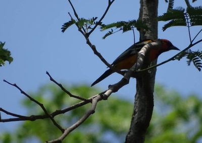 nicaraguan bird