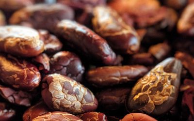 Facts about the superfood cacao