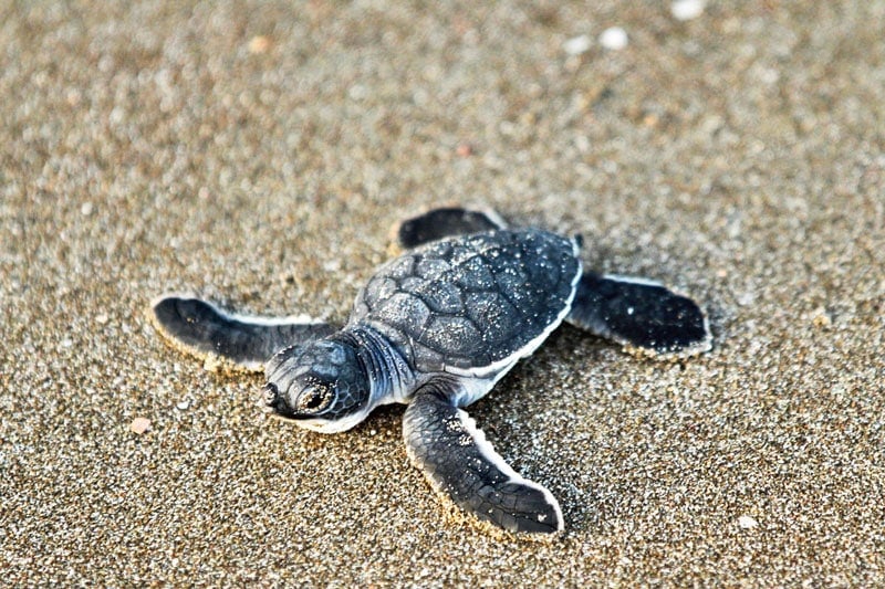 Baby turtle hatchling on the beach